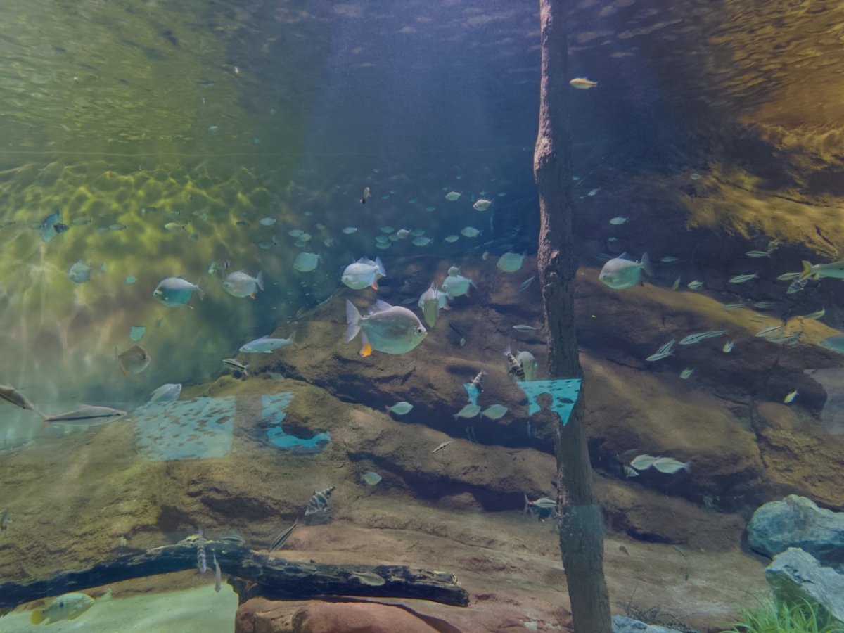 Bioparque Pantanal — foto de viajante