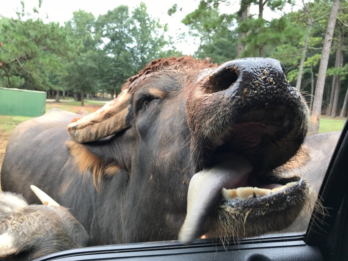 ‎⁨Wild Animal Safari⁩ — foto de viajante