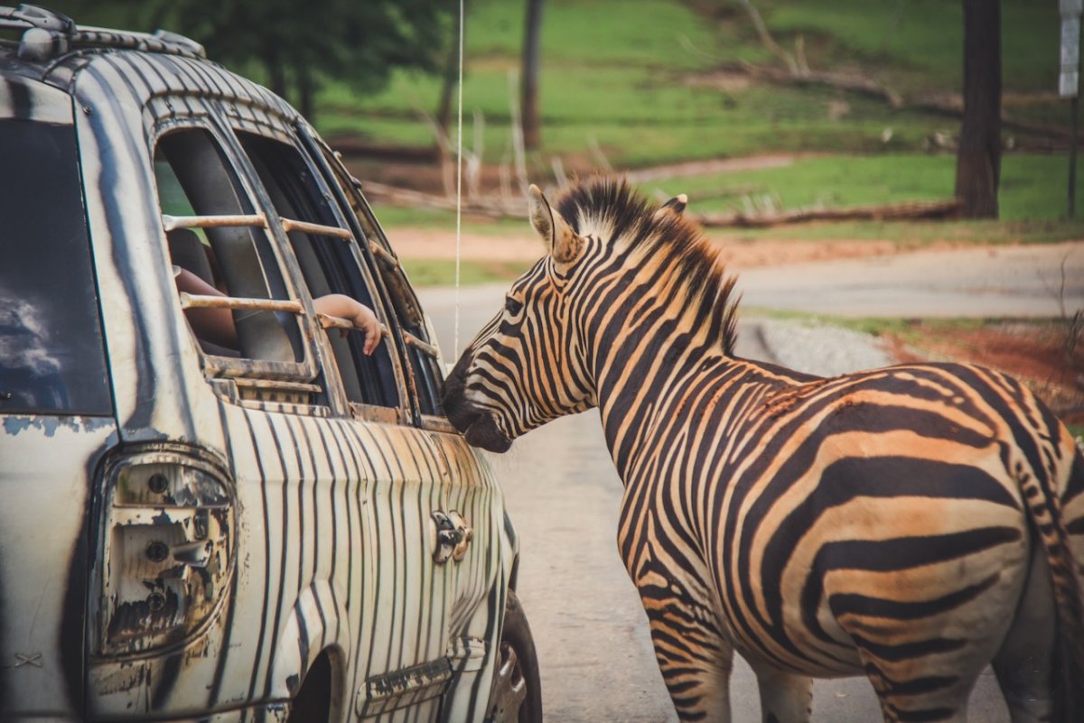 ‎⁨Wild Animal Safari⁩ — foto de viajante